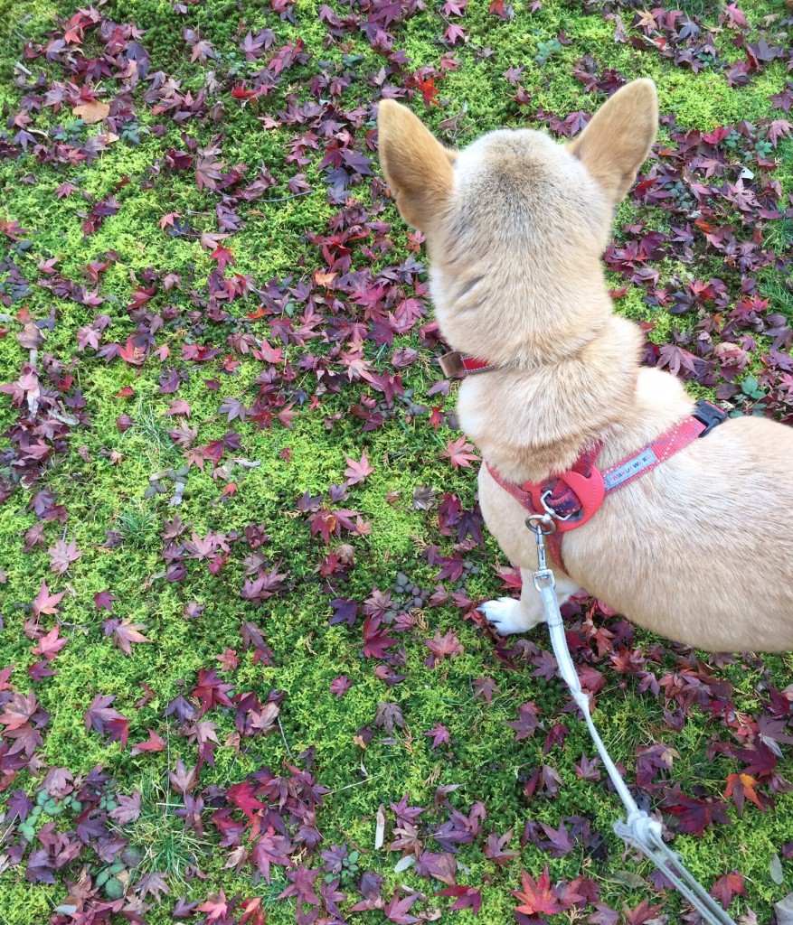 犬と紅葉