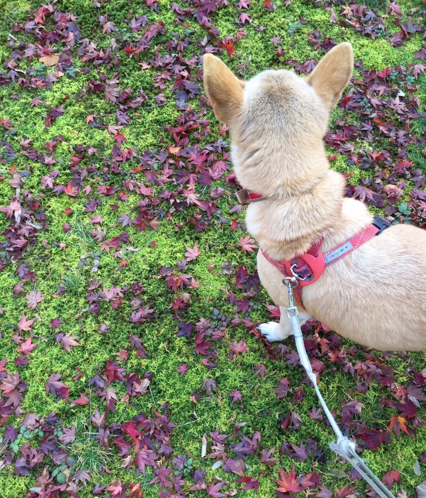 犬と紅葉