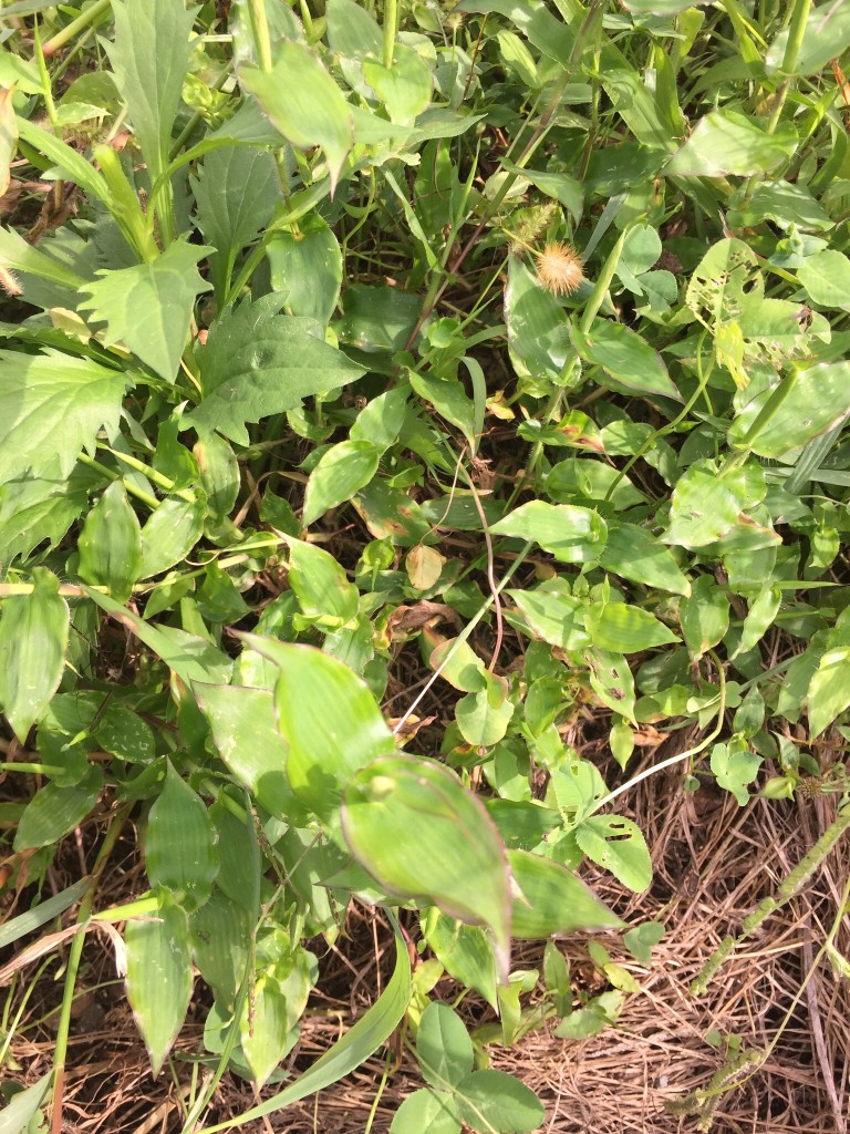 小鮒草の収穫