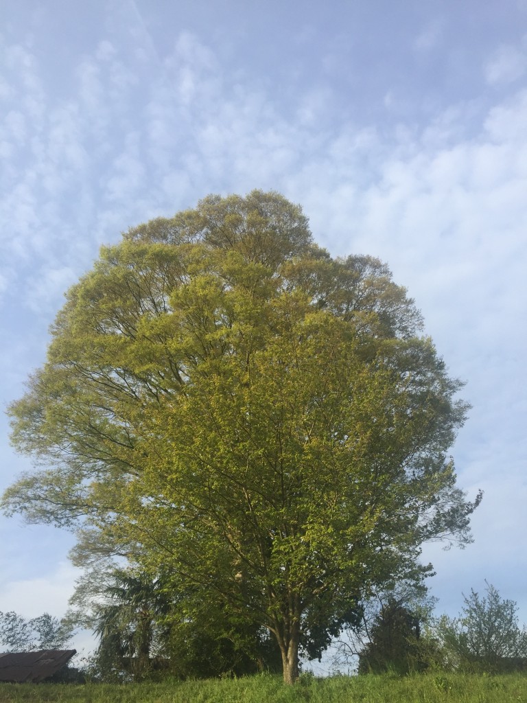 A beautiful day