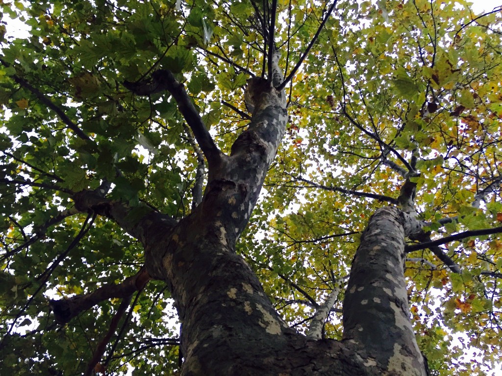 A tree in Sakai