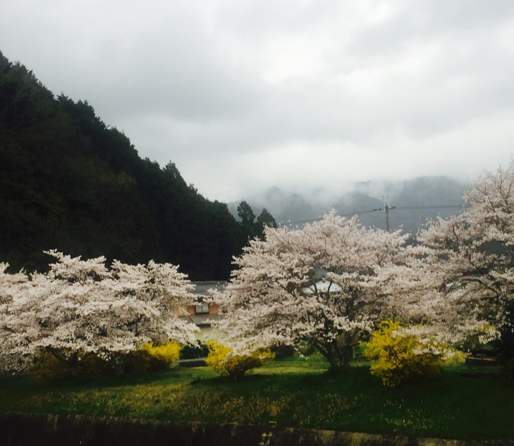 桜とレンギョウ　満開です