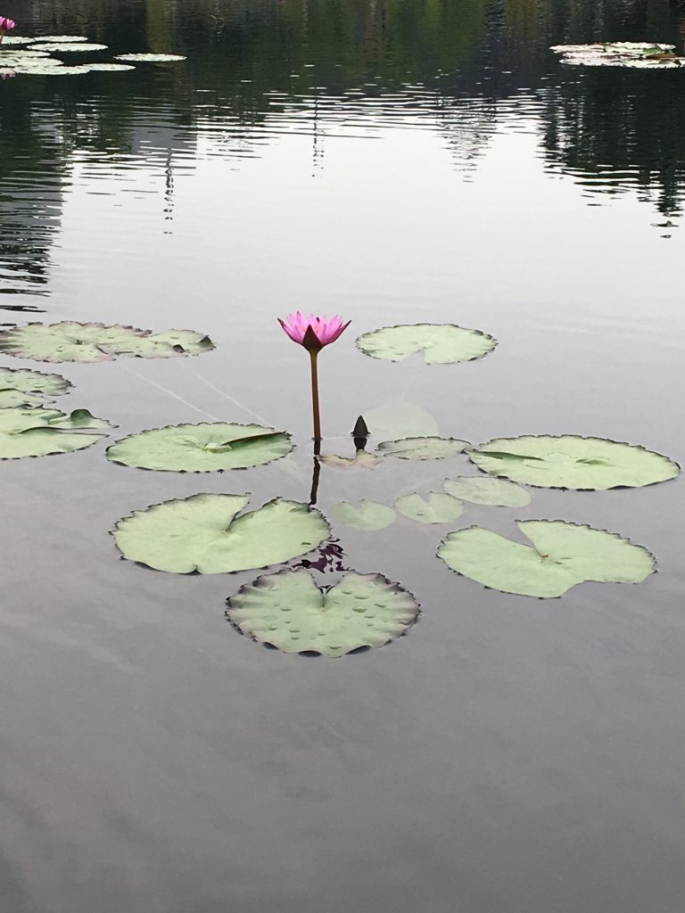 好きな花